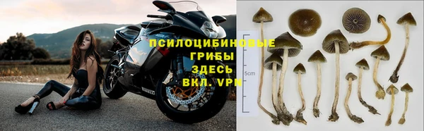 шишки Михайловск